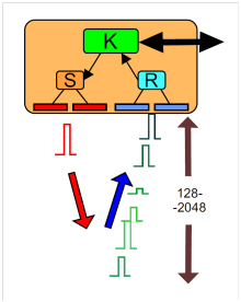 prnc1